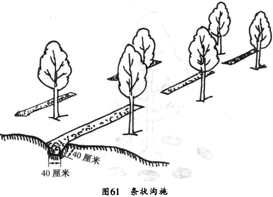 果树施肥_果树有机肥