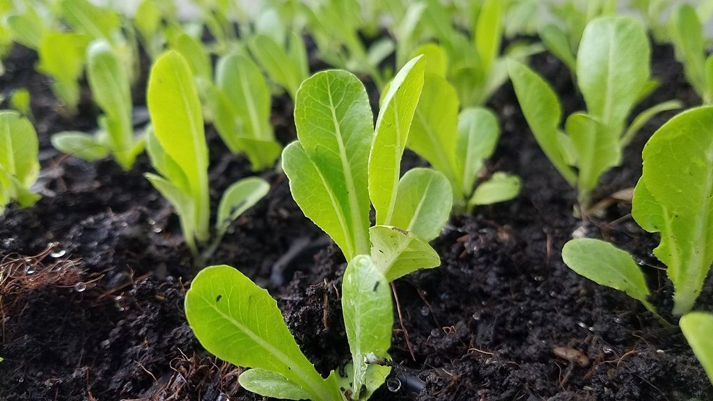 生物有机肥