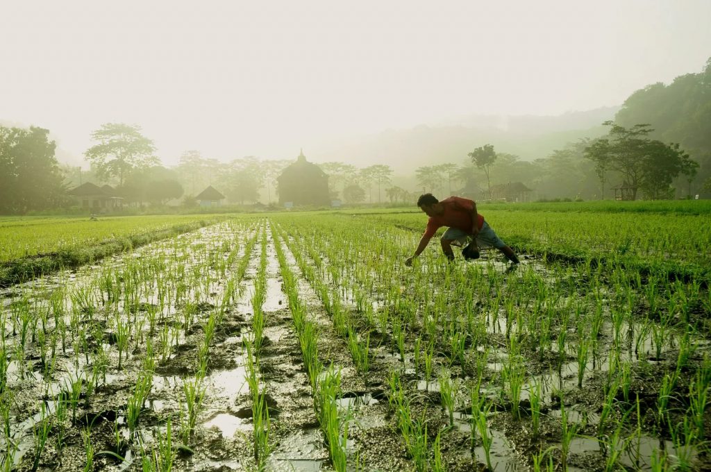 生物菌肥、菌肥、微生物肥